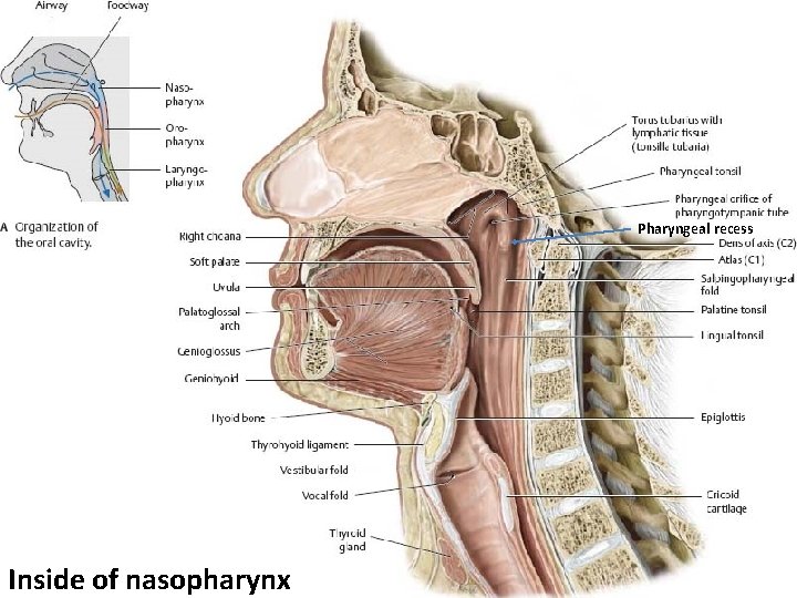 Pharyngeal recess Inside of nasopharynx 