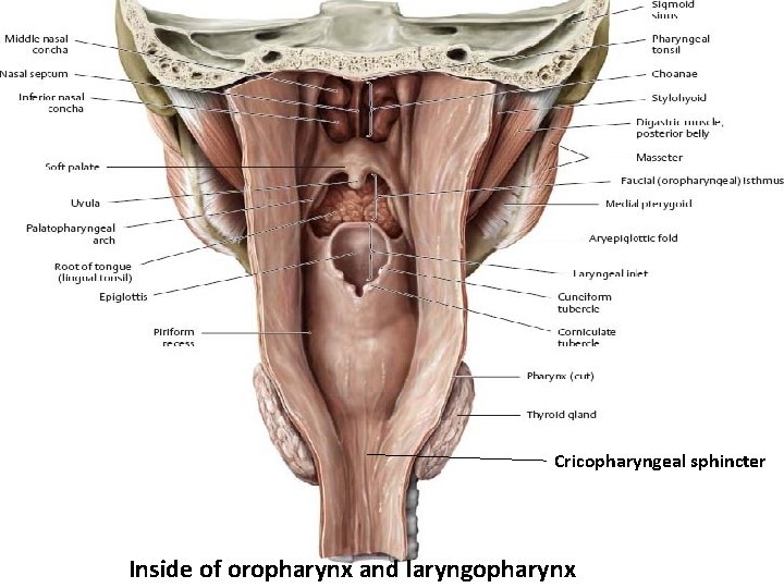Cricopharyngeal sphincter Inside of oropharynx and laryngopharynx 