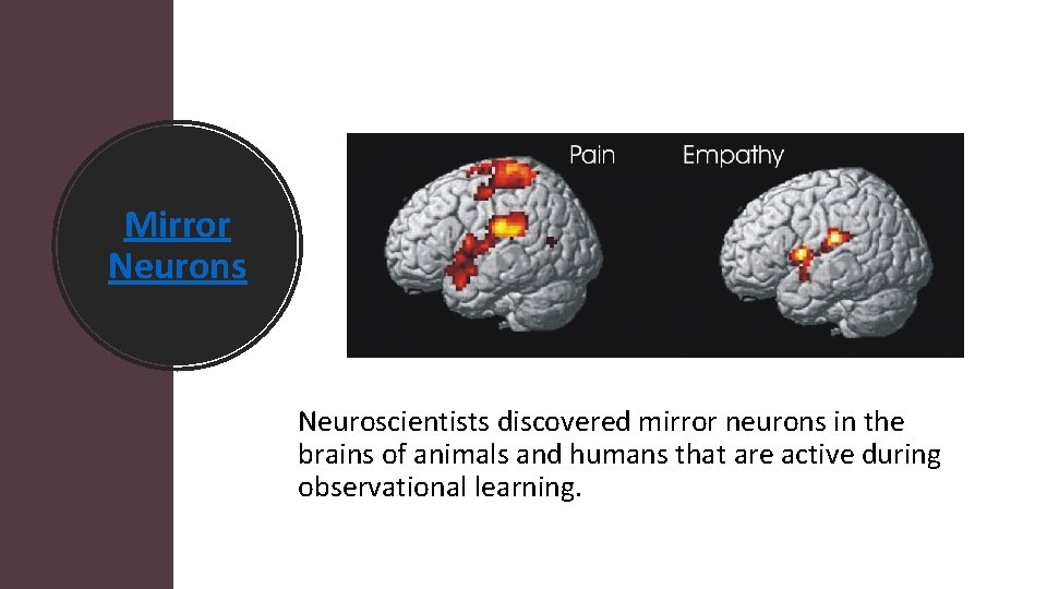 Mirror Neurons Neuroscientists discovered mirror neurons in the brains of animals and humans that