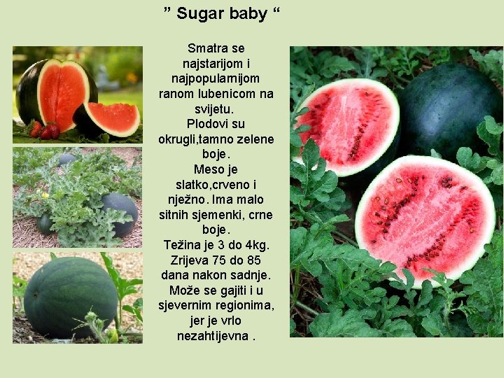 ” Sugar baby “ Smatra se najstarijom i najpopularnijom ranom lubenicom na svijetu. Plodovi