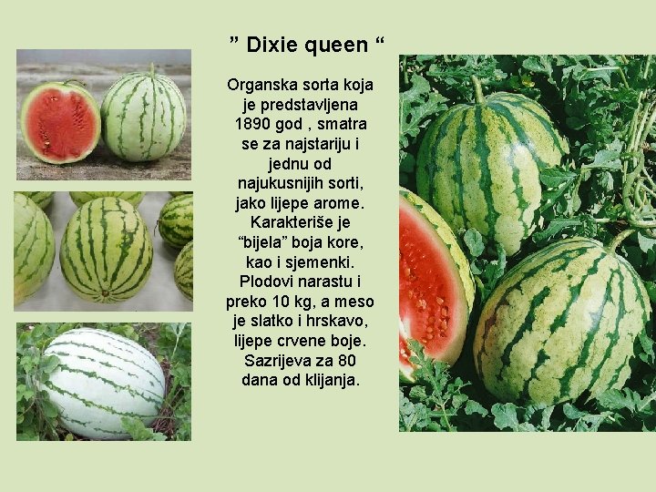 ” Dixie queen “ Organska sorta koja je predstavljena 1890 god , smatra se