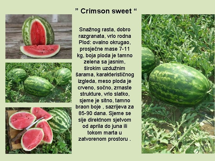 ” Crimson sweet “ Snažnog rasta, dobro razgranata, vrlo rodna Plod: ovalno okrugao, prosječne
