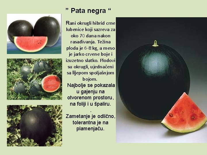 ” Pata negra “ Rani okrugli hibrid crne lubenice koji sazreva za oko 70