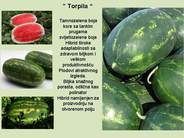 ” Torpila “ Tamnozelena boja kore sa tankim prugama svijetlozelene boje Hibrid široke adaptabilnosti