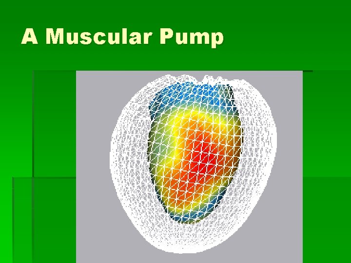 A Muscular Pump 