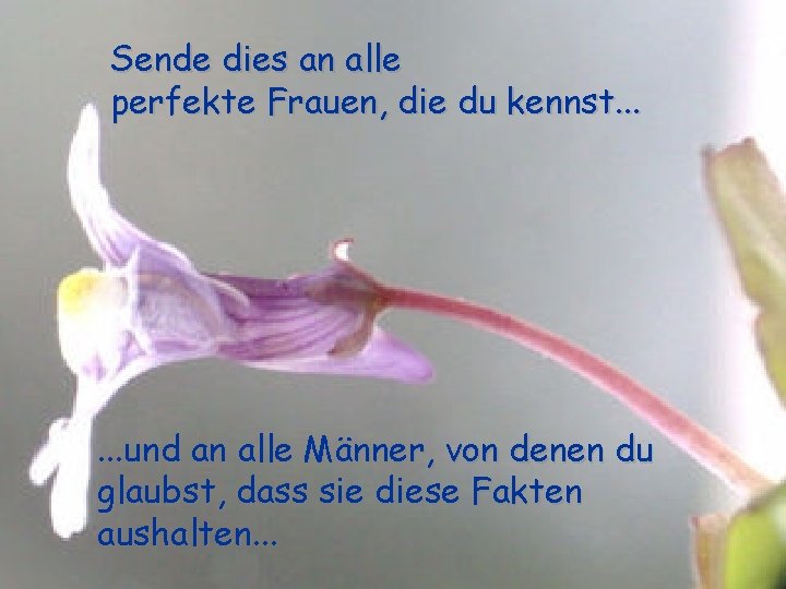 Sende dies an alle perfekte Frauen, die du kennst. . . und an alle