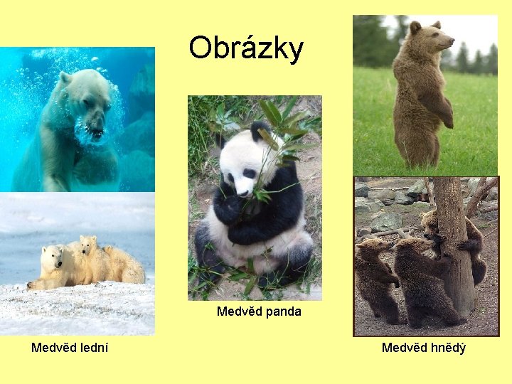 Obrázky Medvěd panda Medvěd lední Medvěd hnědý 