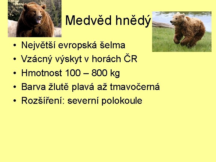 Medvěd hnědý • • • Největší evropská šelma Vzácný výskyt v horách ČR Hmotnost