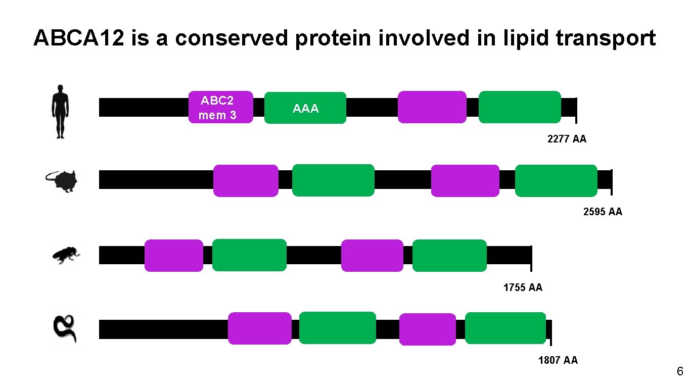 ABCA 12 is a conserved protein involved in lipid transport ABC 2 mem 3