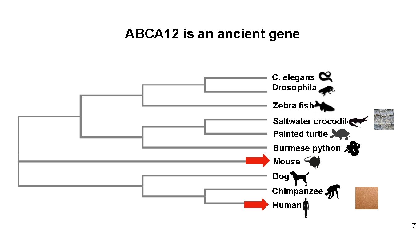 ABCA 12 is an ancient gene C. elegans Drosophila Zebra fish Saltwater crocodile Painted