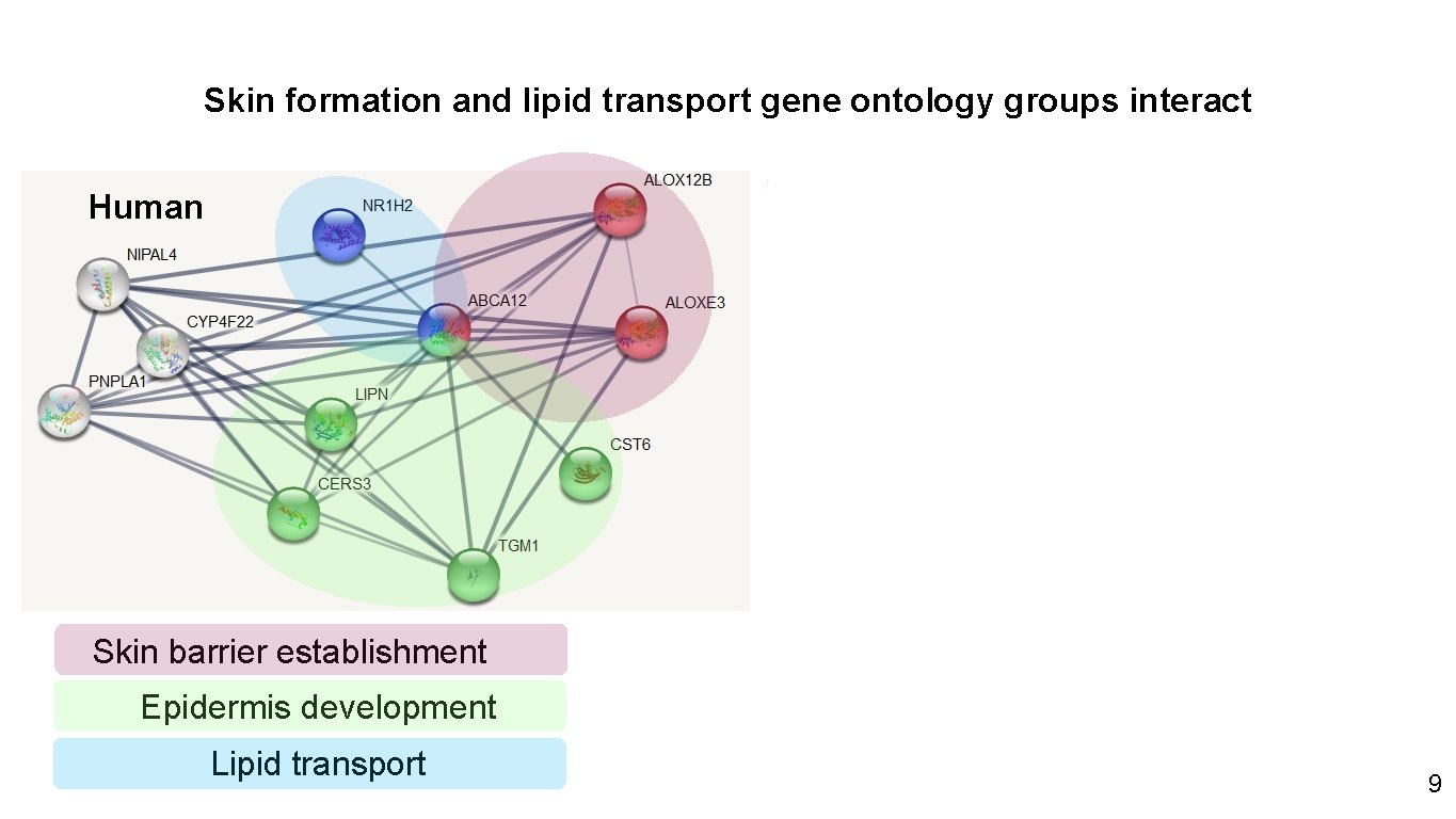 Skin formation and lipid transport gene ontology groups interact Human Mouse Skin development Skin