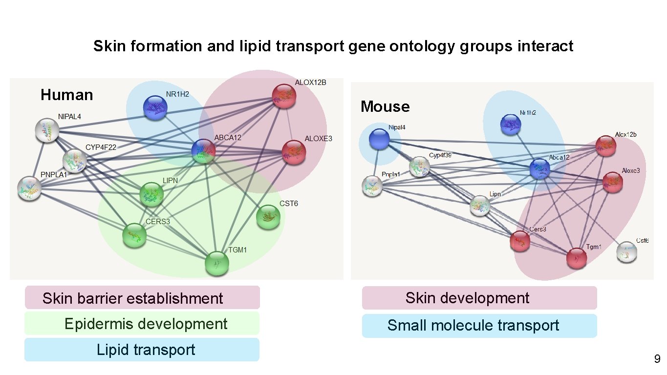 Skin formation and lipid transport gene ontology groups interact Human Mouse Skin development Skin