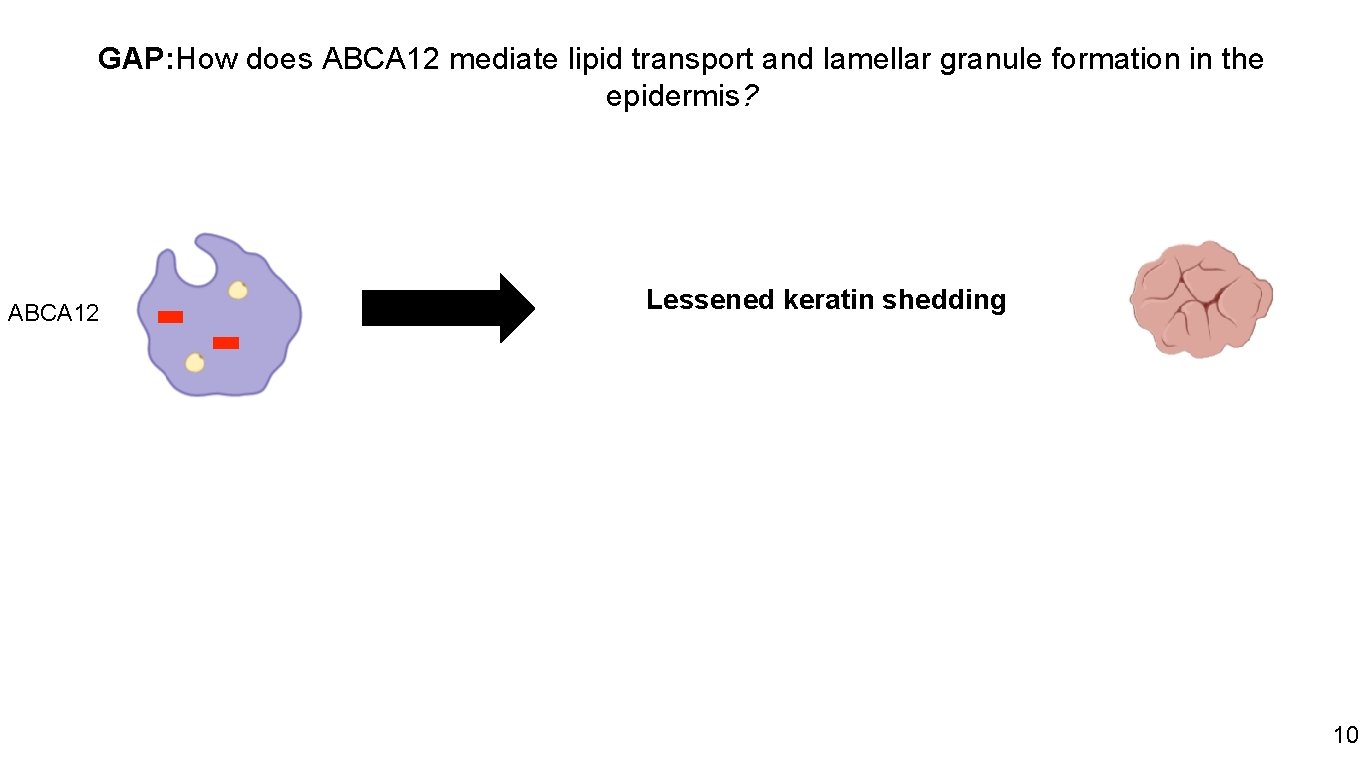 GAP: How does ABCA 12 mediate lipid transport and lamellar granule formation in the