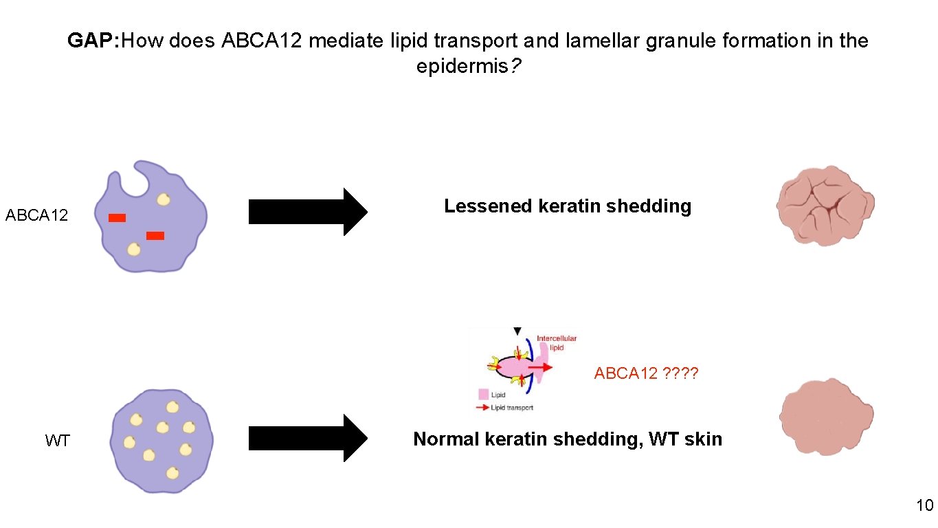 GAP: How does ABCA 12 mediate lipid transport and lamellar granule formation in the