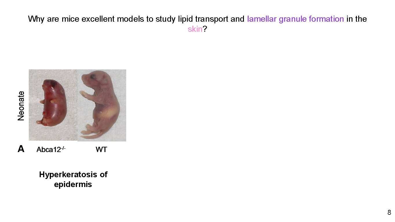 Why are mice excellent models to study lipid transport and lamellar granule formation in