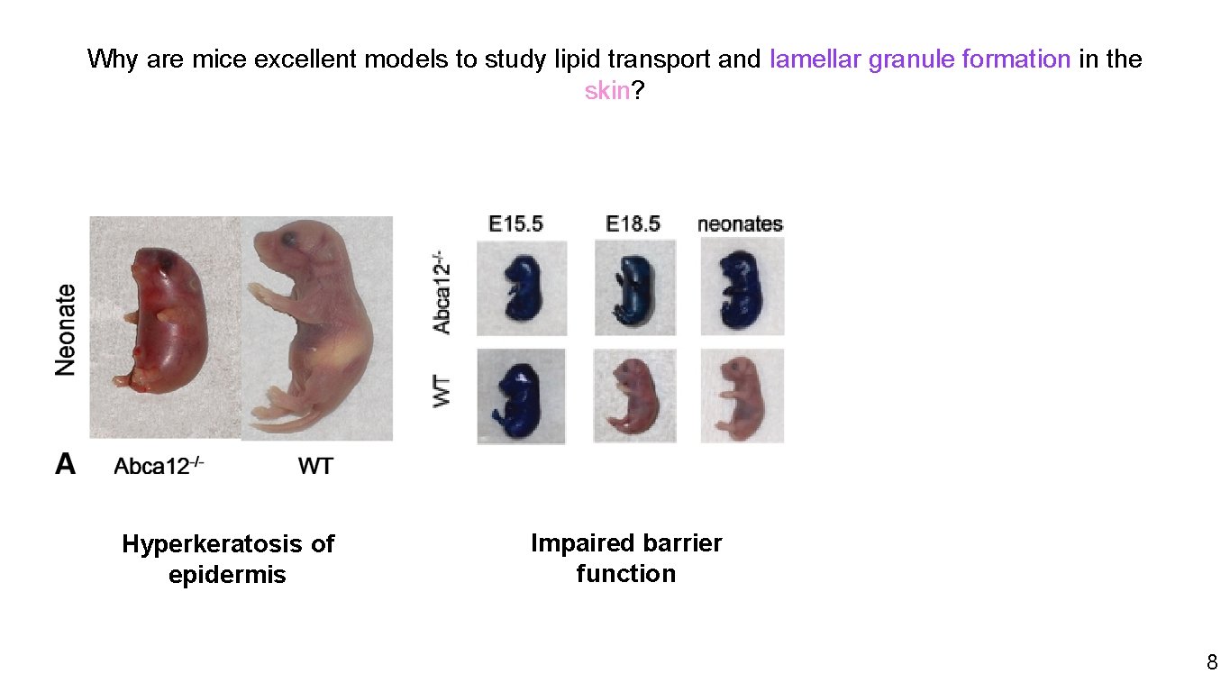 Why are mice excellent models to study lipid transport and lamellar granule formation in