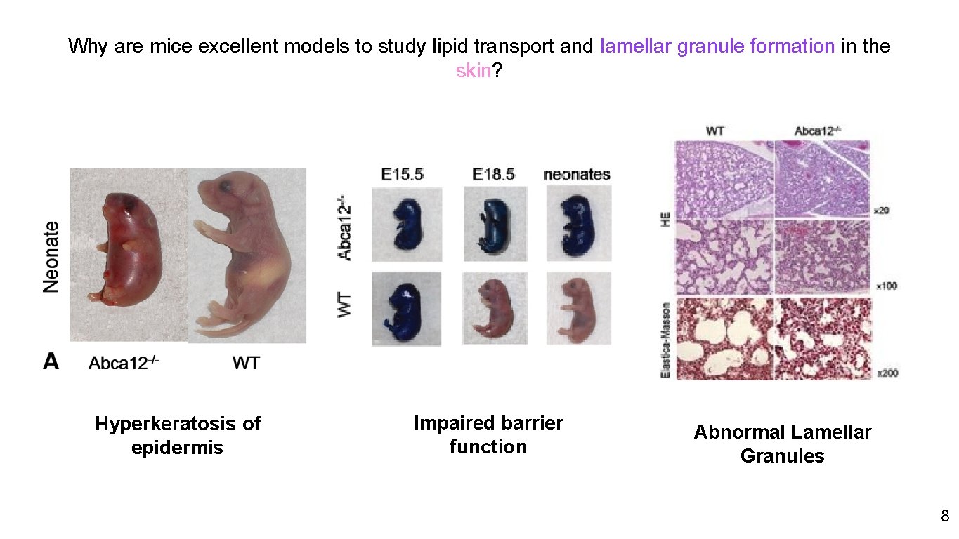 Why are mice excellent models to study lipid transport and lamellar granule formation in