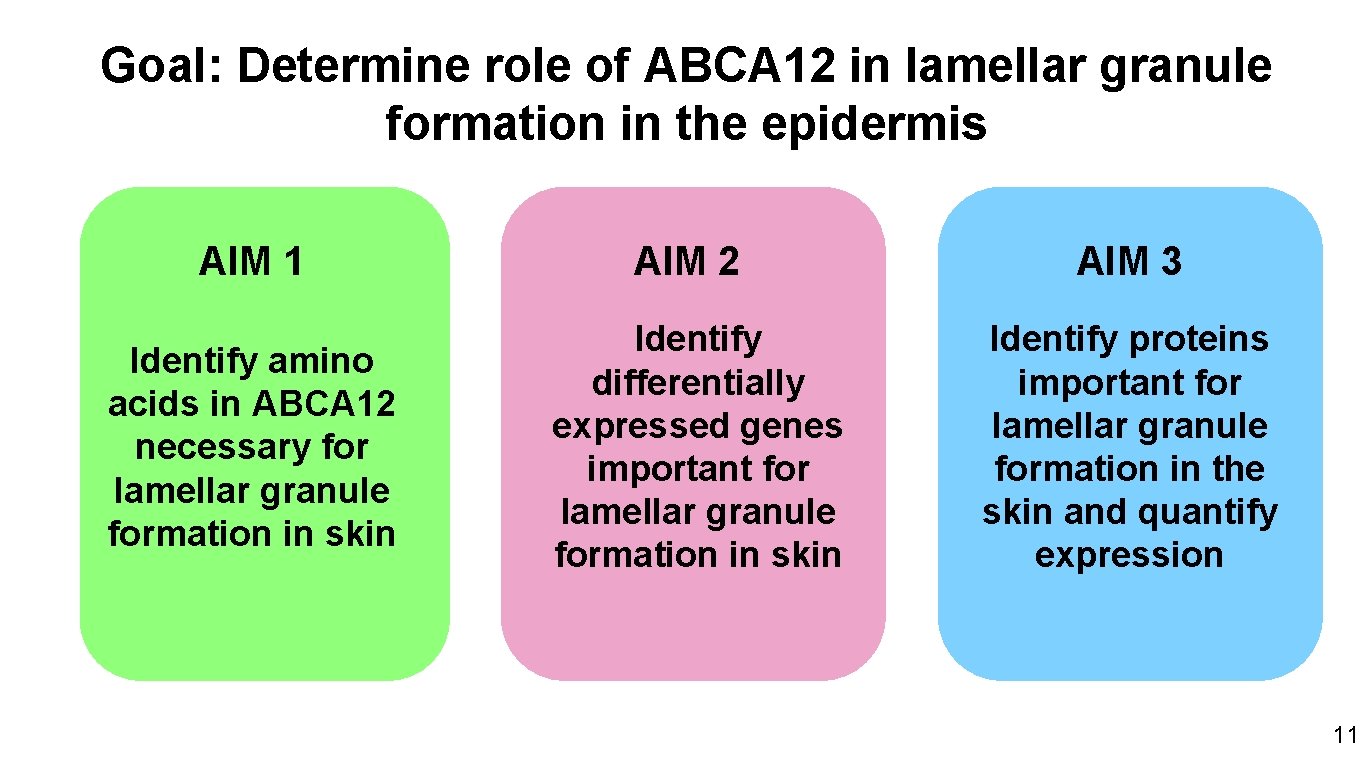 Goal: Determine role of ABCA 12 in lamellar granule formation in the epidermis AIM