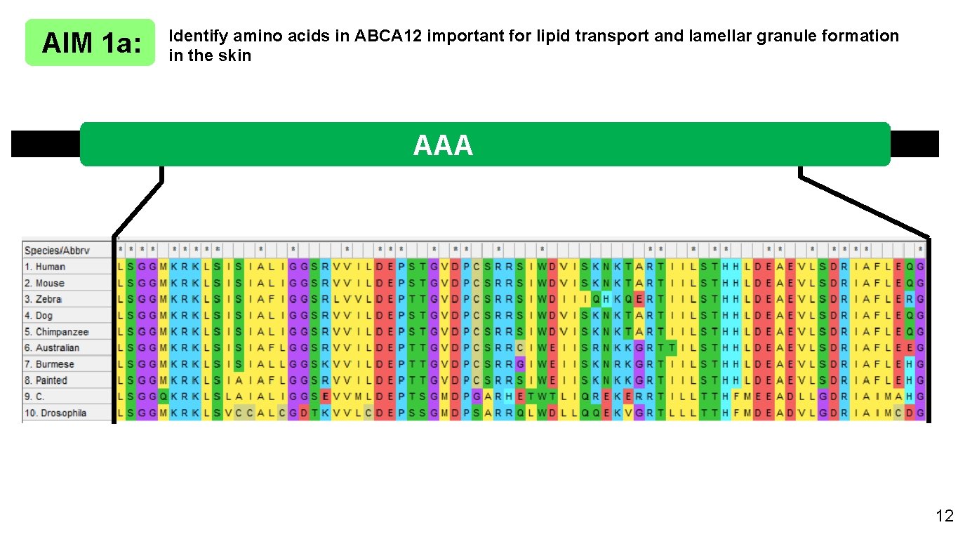AIM 1 a: Identify amino acids in ABCA 12 important for lipid transport and