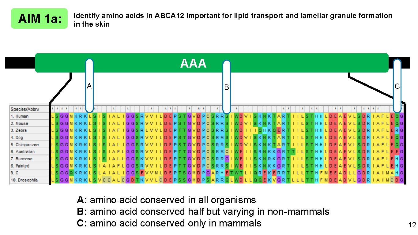 AIM 1 a: Identify amino acids in ABCA 12 important for lipid transport and
