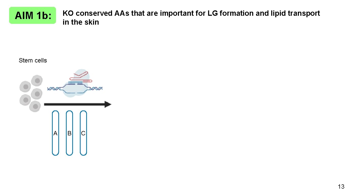 KO conserved AAs that are important for LG formation and lipid transport in the