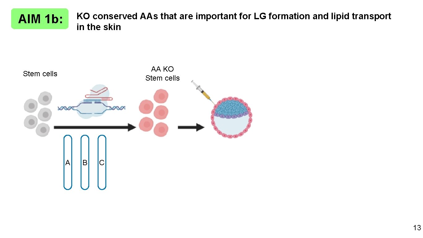 KO conserved AAs that are important for LG formation and lipid transport in the