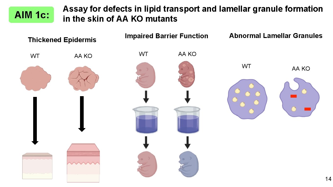 AIM 1 c: Assay for defects in lipid transport and lamellar granule formation in