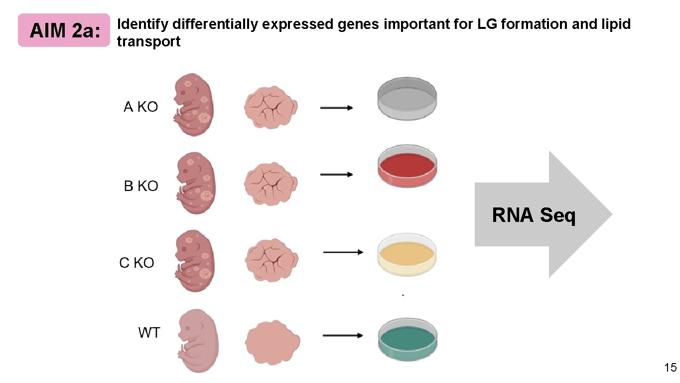 AIM 2 a: Identify differentially expressed genes important for LG formation and lipid transport