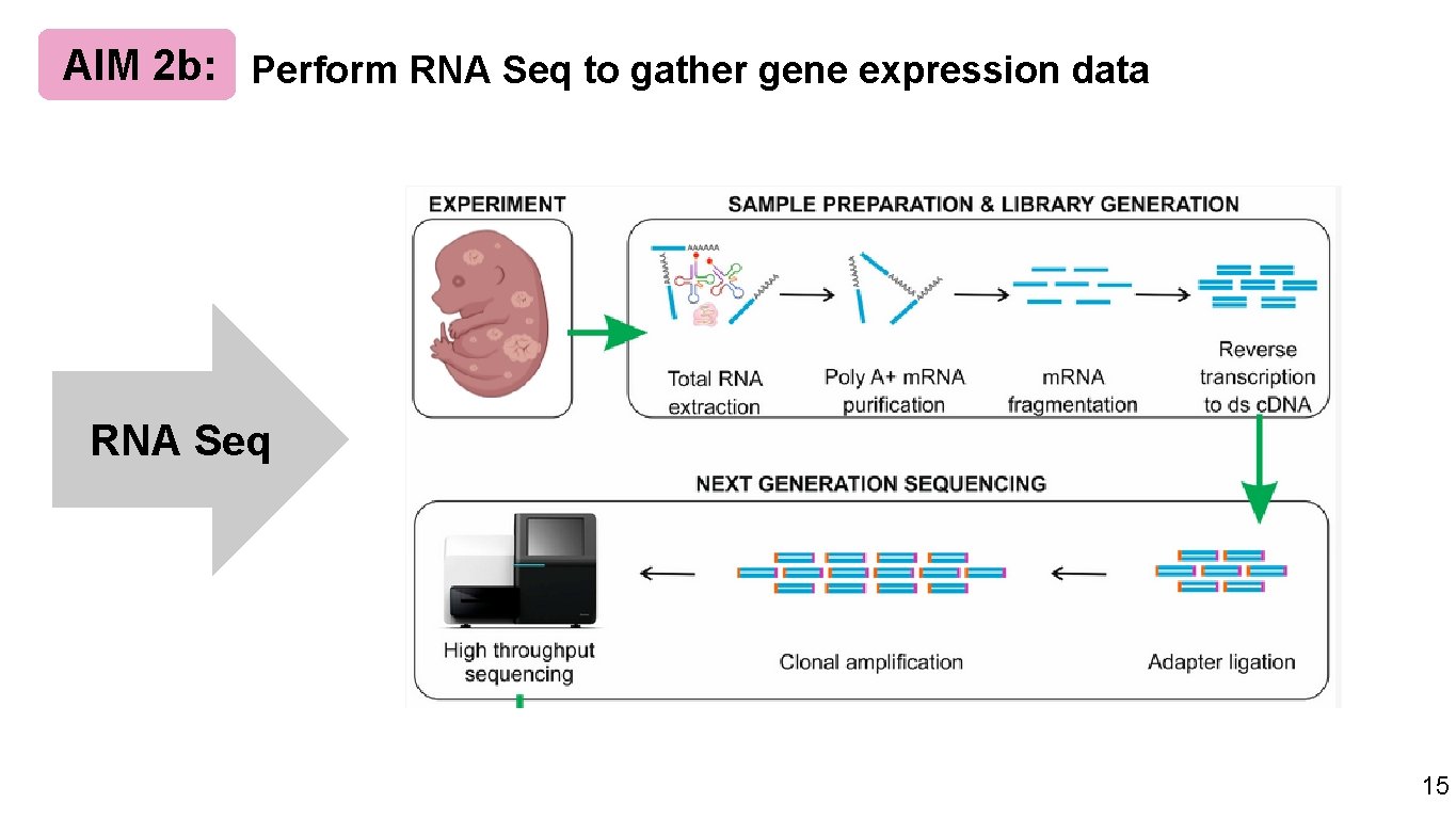 AIM 2 b: Perform RNA Seq to gather gene expression data RNA Seq 15