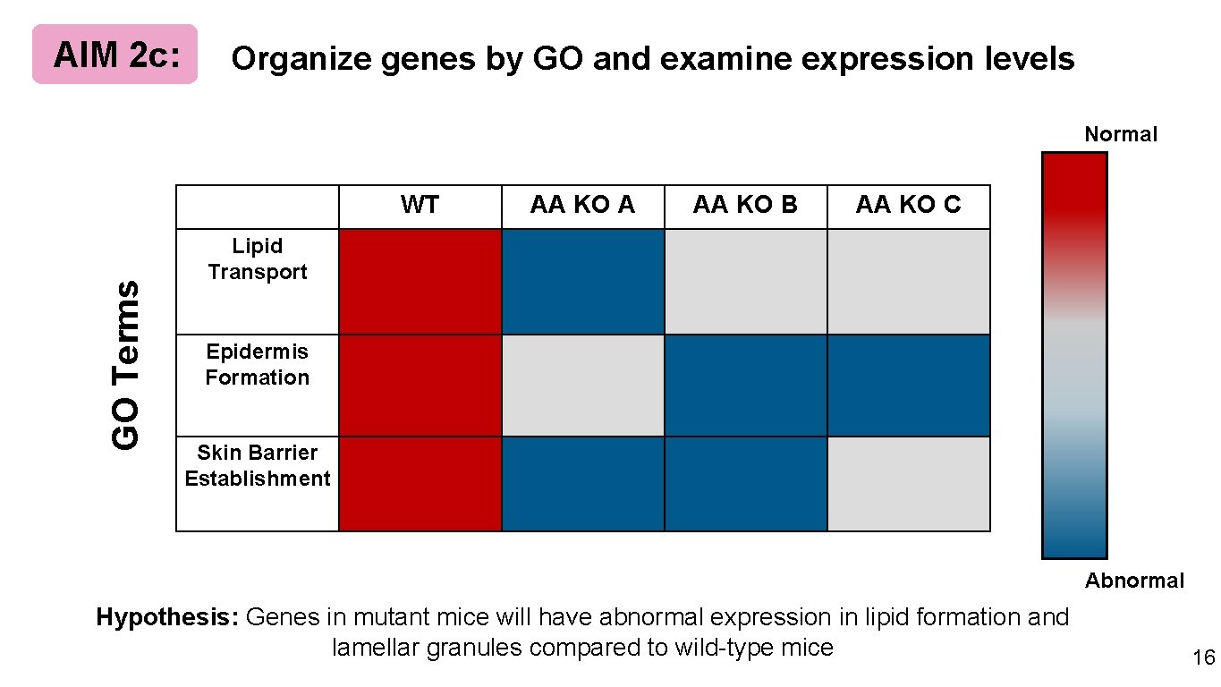 AIM 2 c: Organize genes by GO and examine expression levels Normal GO Terms