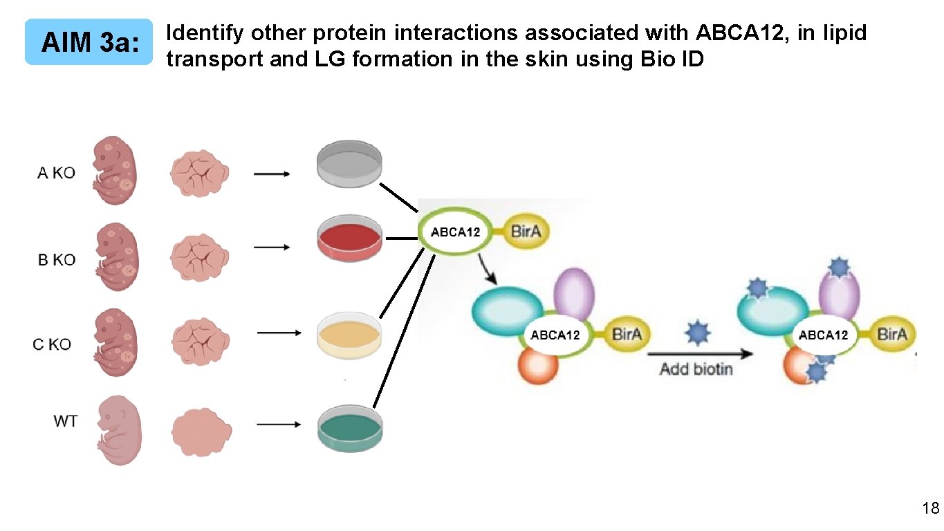AIM 3 a: Identify other protein interactions associated with ABCA 12, in lipid transport
