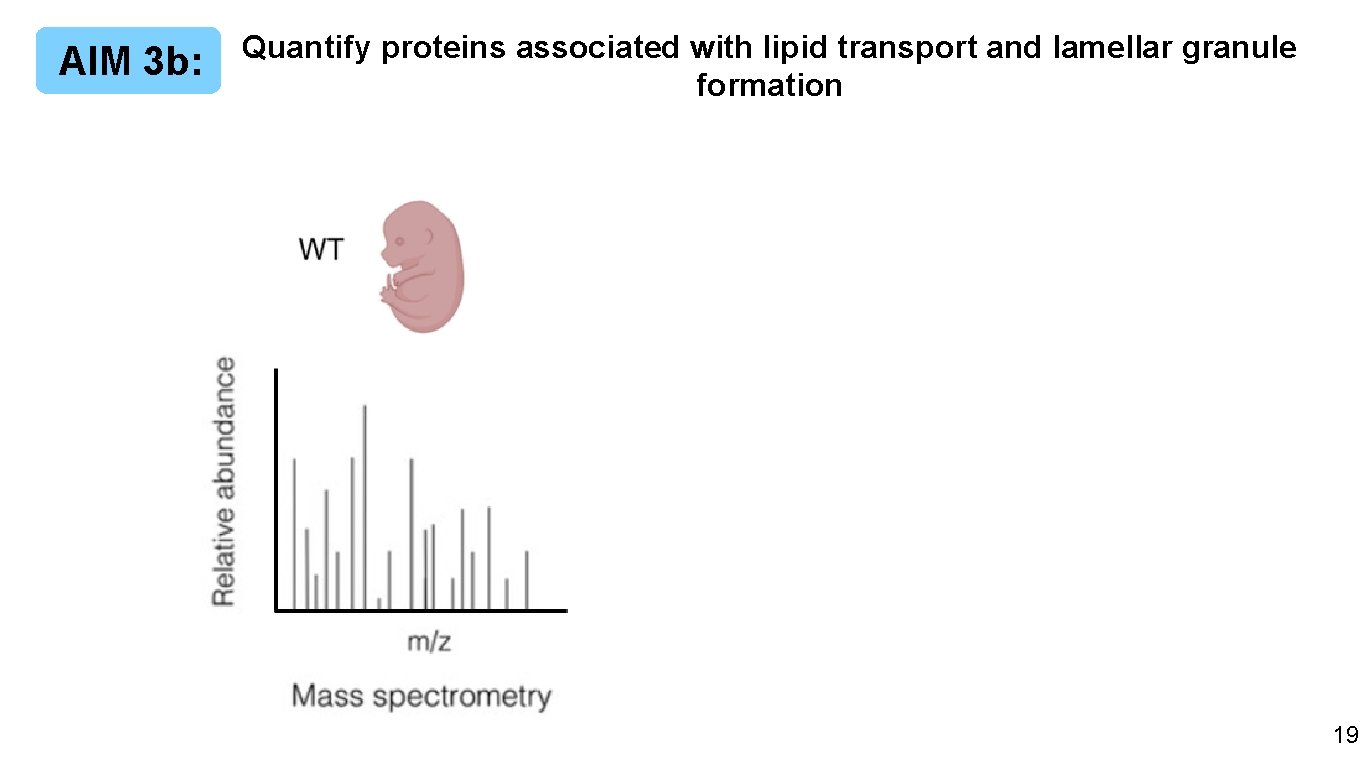 AIM 3 b: Quantify proteins associated with lipid transport and lamellar granule formation 31