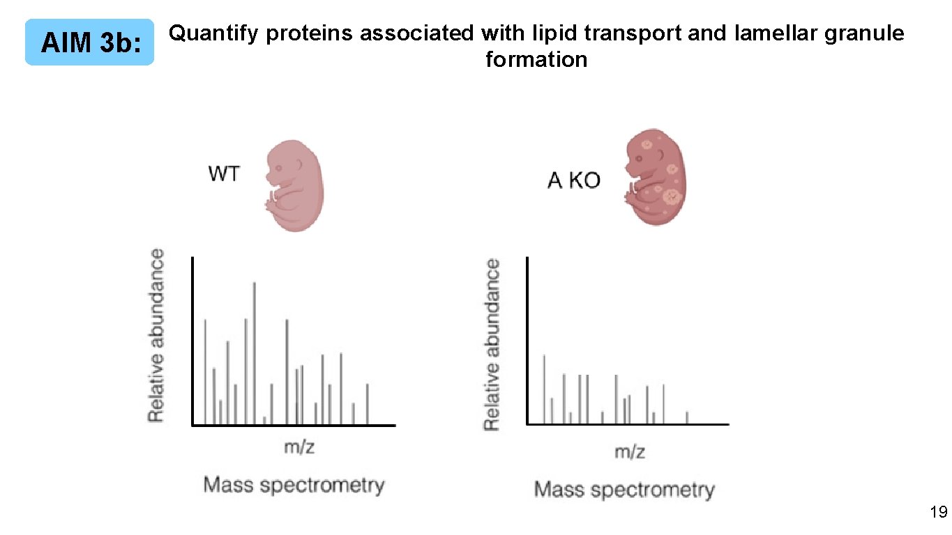 AIM 3 b: Quantify proteins associated with lipid transport and lamellar granule formation 32