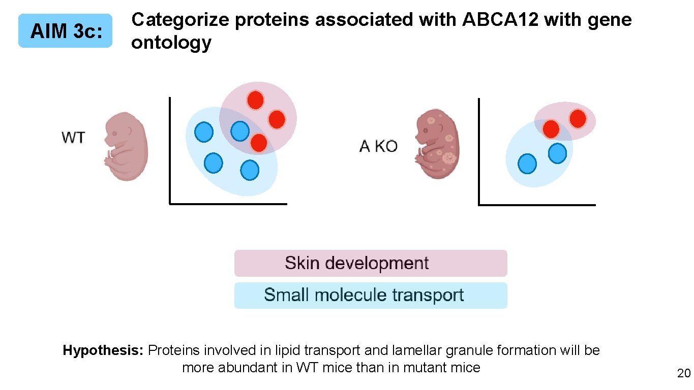 AIM 3 c: Categorize proteins associated with ABCA 12 with gene ontology Hypothesis: Proteins
