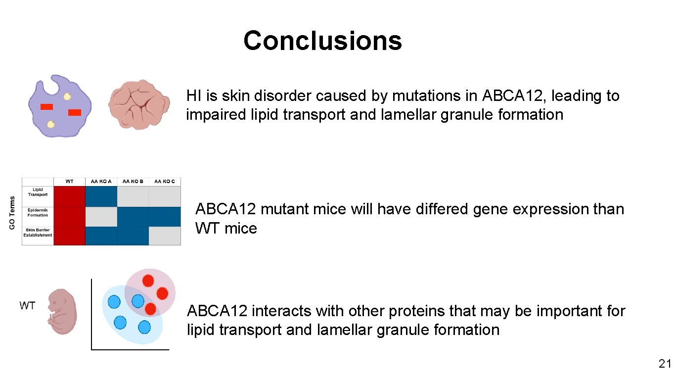 Conclusions HI is skin disorder caused by mutations in ABCA 12, leading to impaired
