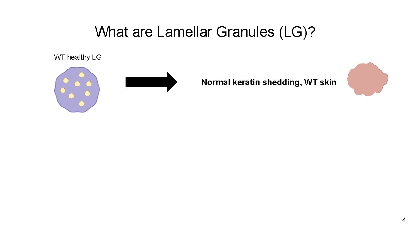 What are Lamellar Granules (LG)? WT healthy LG Normal keratin shedding, WT skin HI