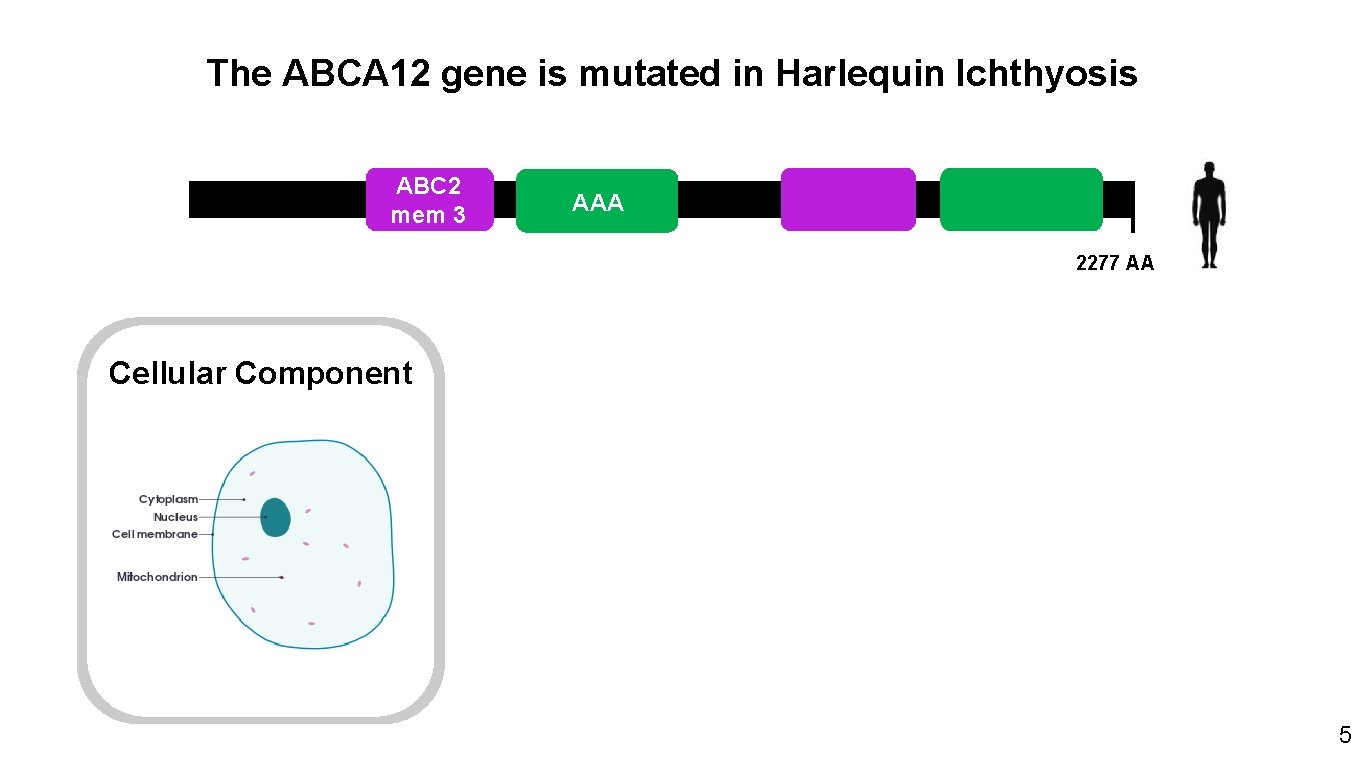 The ABCA 12 gene is mutated in Harlequin Ichthyosis ABC 2 mem 3 AAA