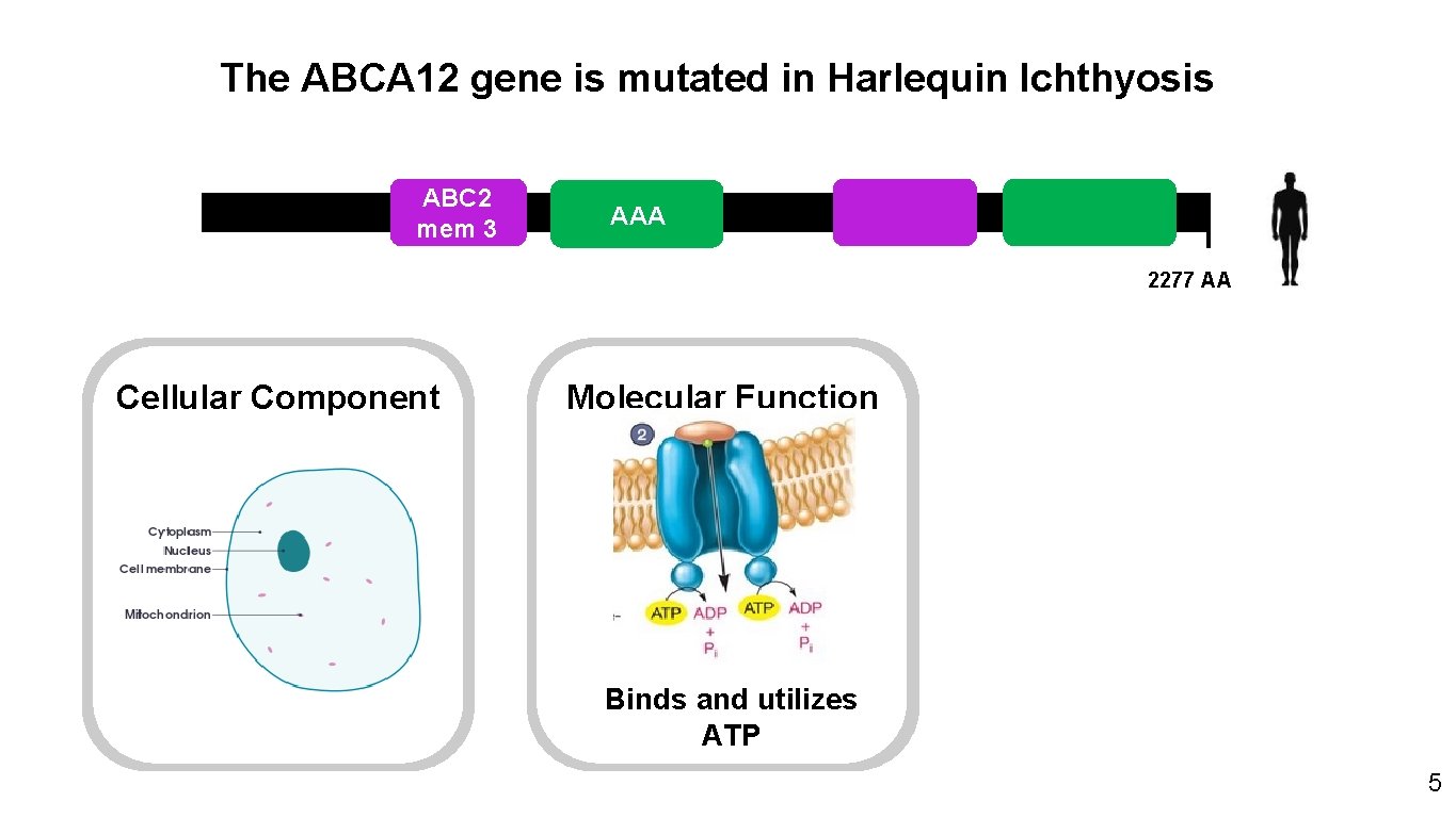 The ABCA 12 gene is mutated in Harlequin Ichthyosis ABC 2 mem 3 AAA