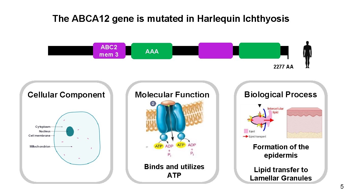 The ABCA 12 gene is mutated in Harlequin Ichthyosis ABC 2 mem 3 AAA