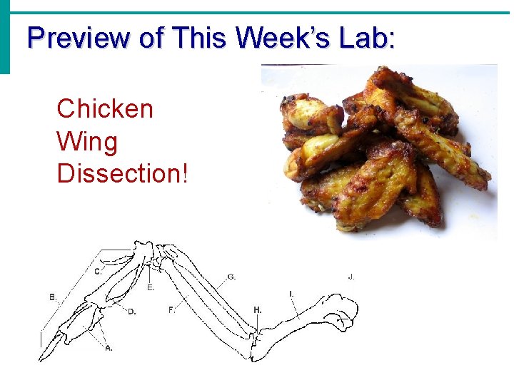 Preview of This Week’s Lab: Chicken Wing Dissection! 
