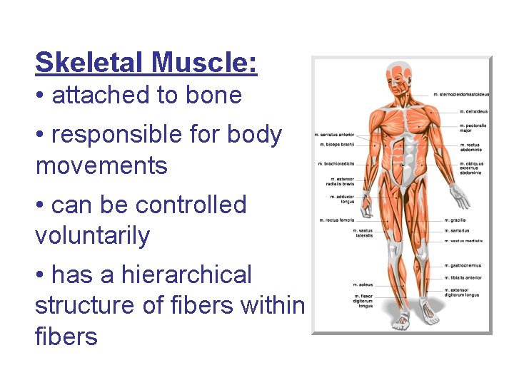 Skeletal Muscle: • attached to bone • responsible for body movements • can be