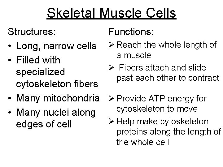 Skeletal Muscle Cells Structures: • Long, narrow cells • Filled with specialized cytoskeleton fibers