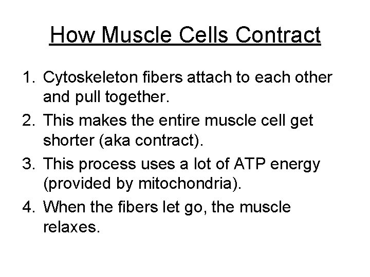 How Muscle Cells Contract 1. Cytoskeleton fibers attach to each other and pull together.