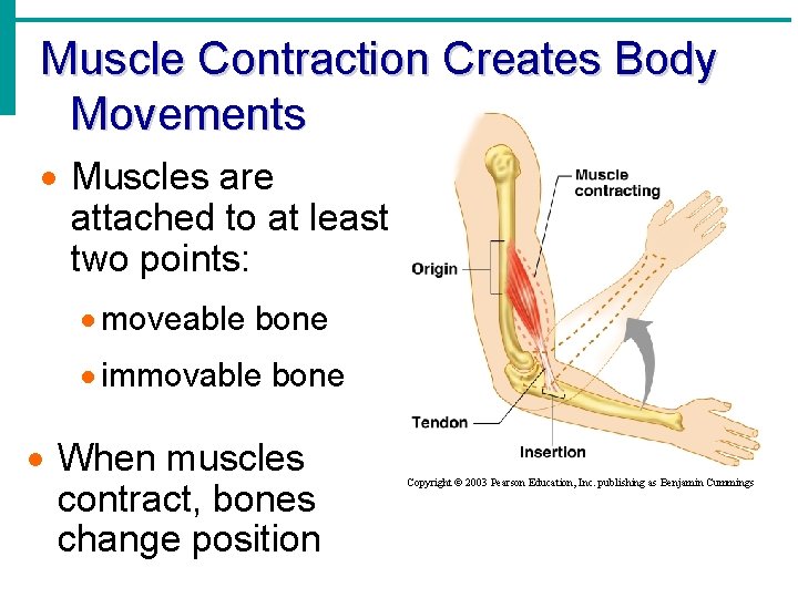 Muscle Contraction Creates Body Movements · Muscles are attached to at least two points:
