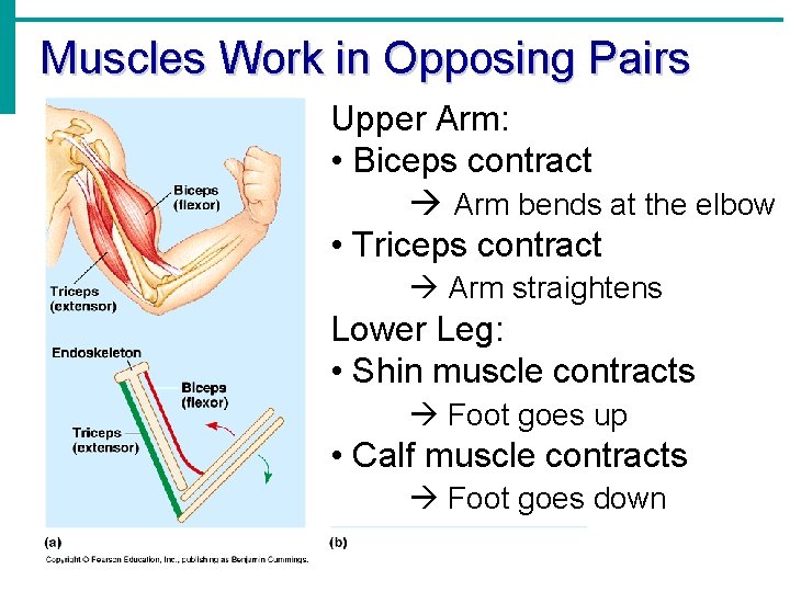 Muscles Work in Opposing Pairs Upper Arm: • Biceps contract Arm bends at the