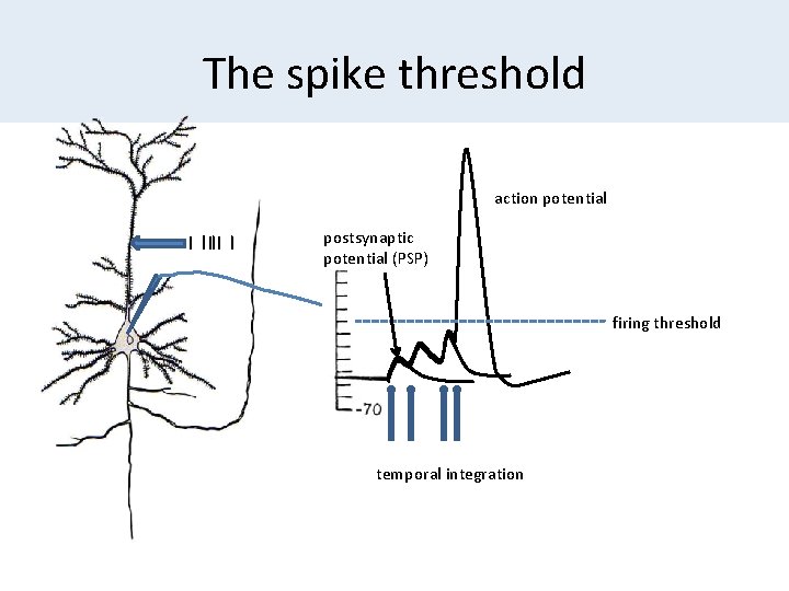 The spike threshold action potential postsynaptic potential (PSP) firing threshold temporal integration 