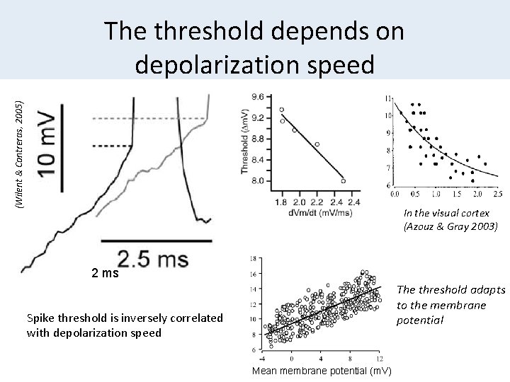 (Wilent & Contreras, 2005) The threshold depends on depolarization speed In the visual cortex