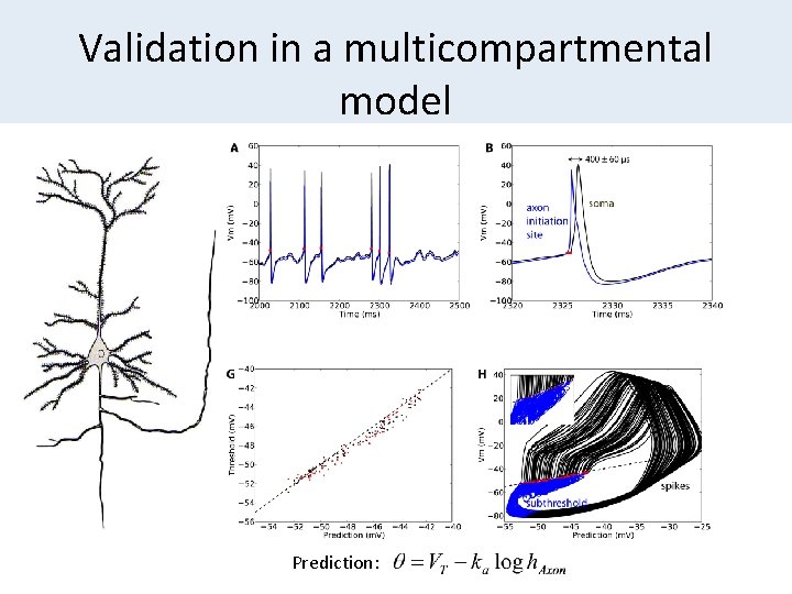 Validation in a multicompartmental model Prediction: 