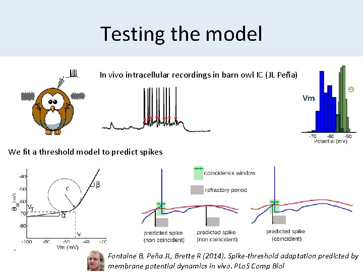 Testing the model In vivo intracellular recordings in barn owl IC (JL Peña) Vm