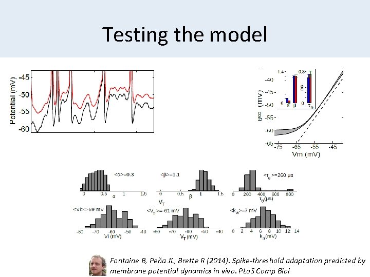 Testing the model Fontaine B, Peña JL, Brette R (2014). Spike-threshold adaptation predicted by